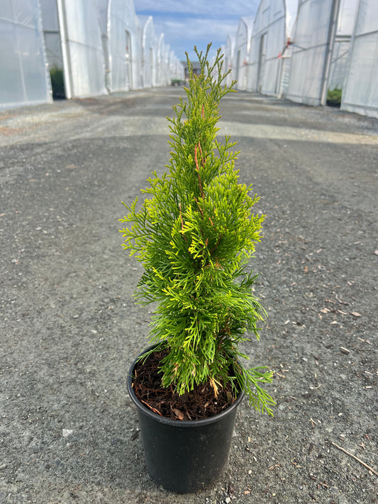 Thuja occidentalis Highlights® 'Janed Gold'