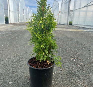 Highlights Gold Arborvitae