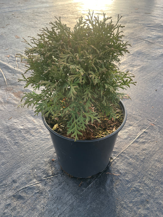 Thuja occidentalis 'Little Giant'