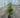 Northern Spire Western Red Cedar