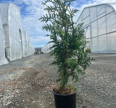 Northern Spire Western Red Cedar