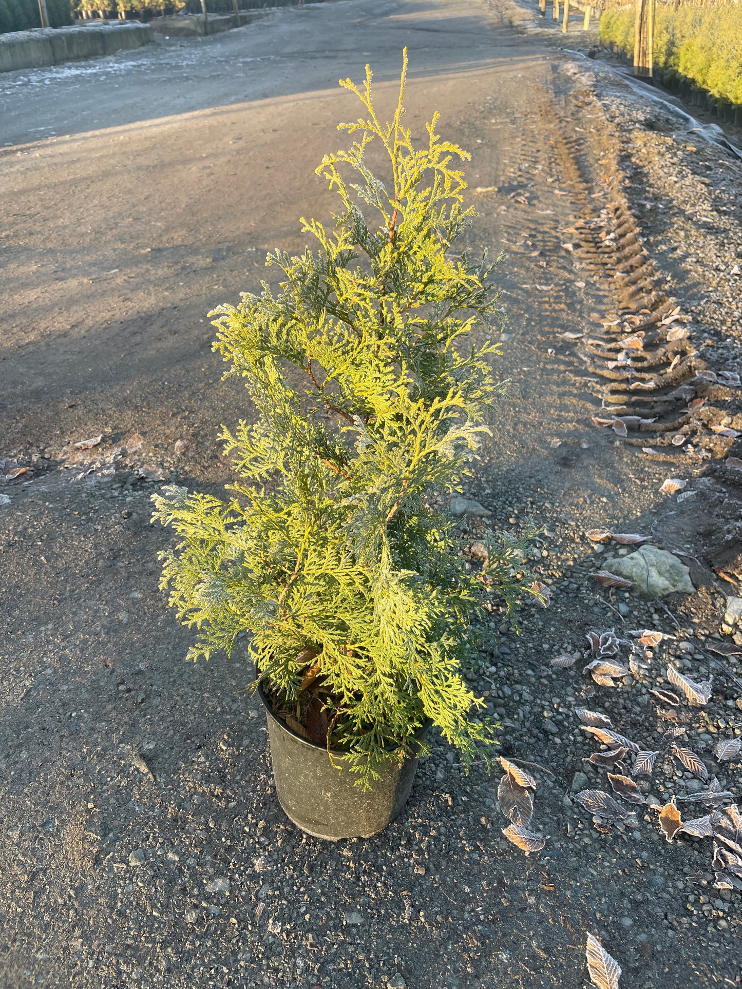 Thuja Occidentalis 'Skybound'