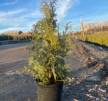 Skybound Arborvitae