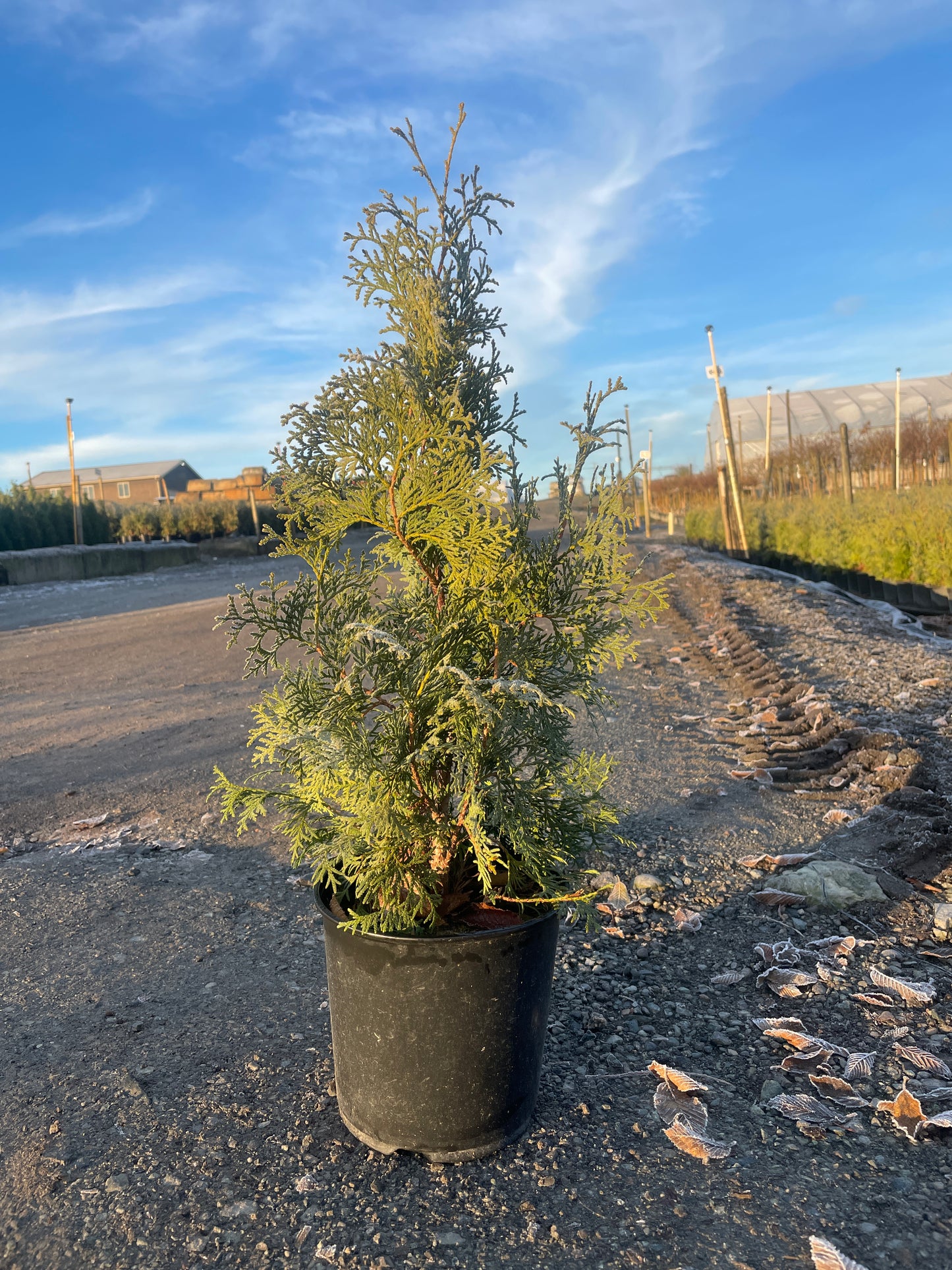 Thuja Occidentalis 'Skybound'