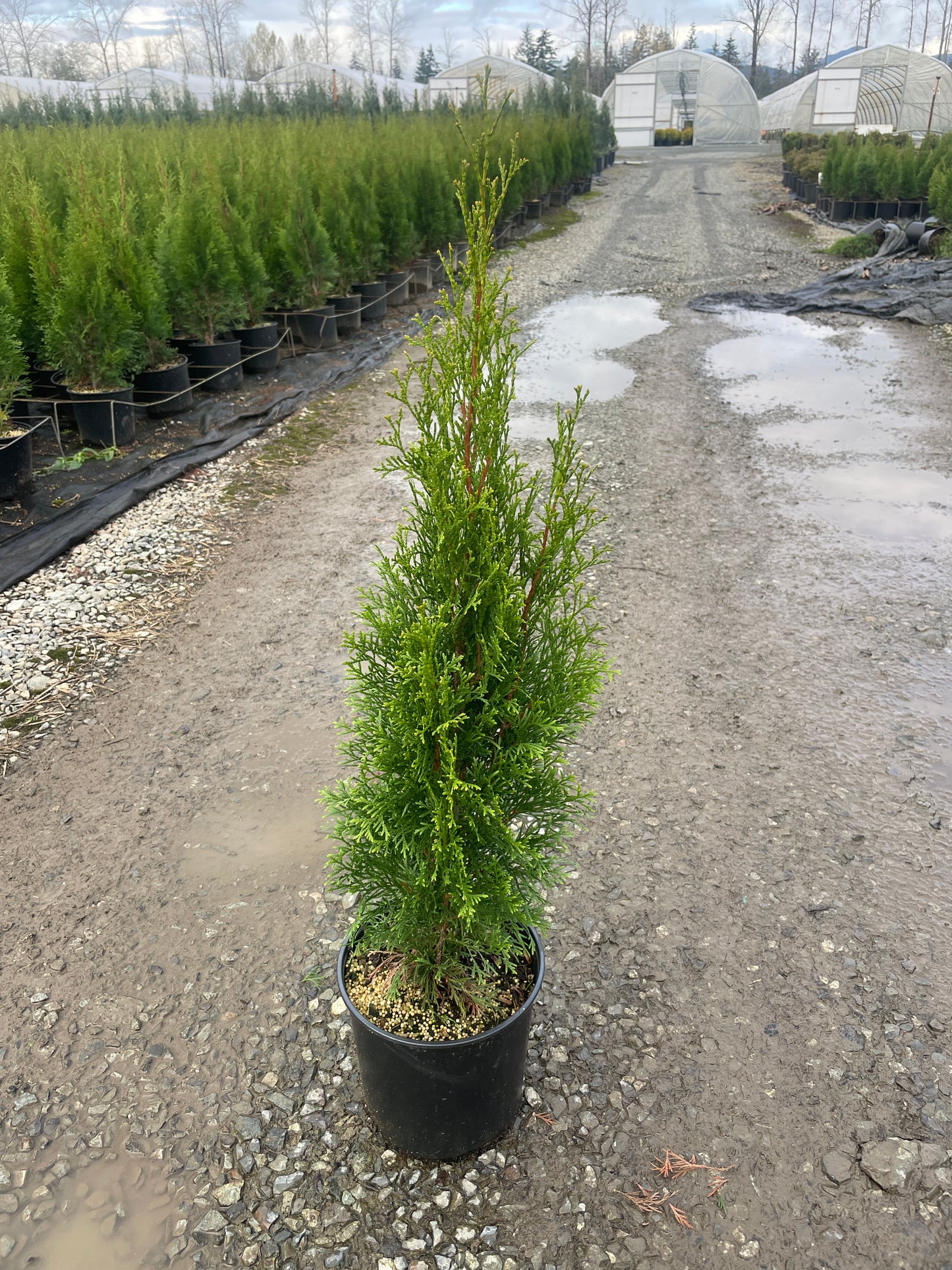Thuja occidentalis 'Smaragd' (Emerald Green Arborvitae)