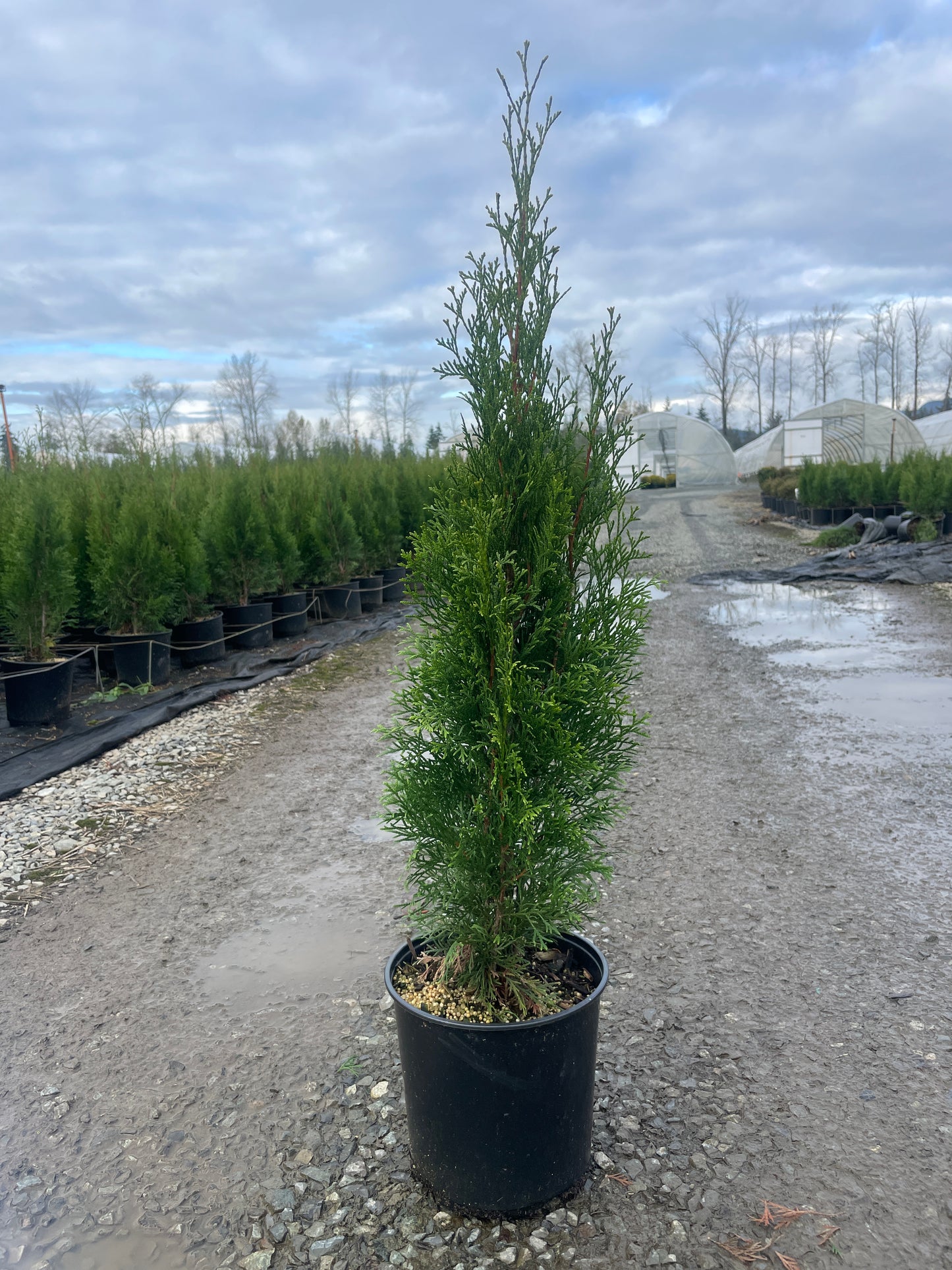 Thuja occidentalis 'Smaragd' (Emerald Green Arborvitae)