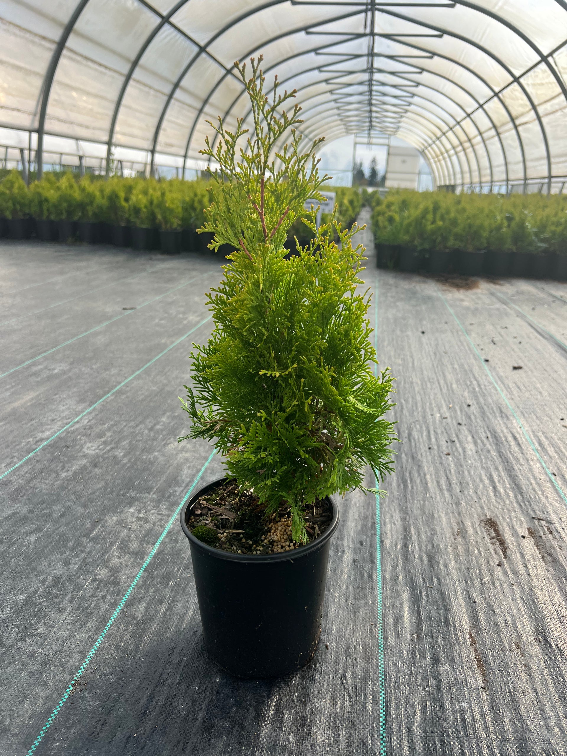Sunny Smaragd Arborvitae