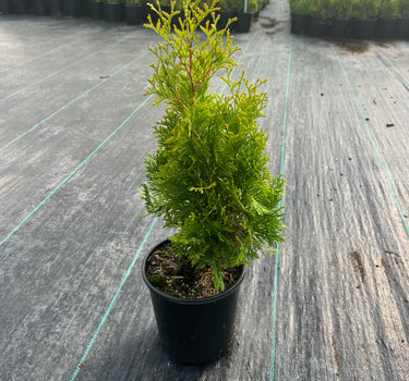 Sunny Smaragd Arborvitae