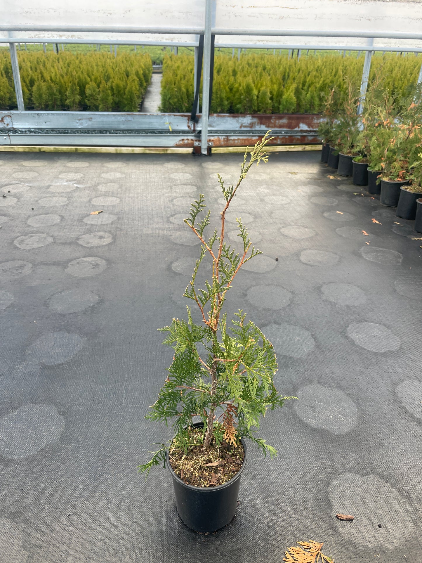 Thuja occidentalis 'Techny' (Techny Arborvitae)