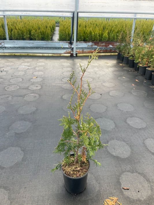 Thuja occidentalis 'Techny' (Techny Arborvitae)