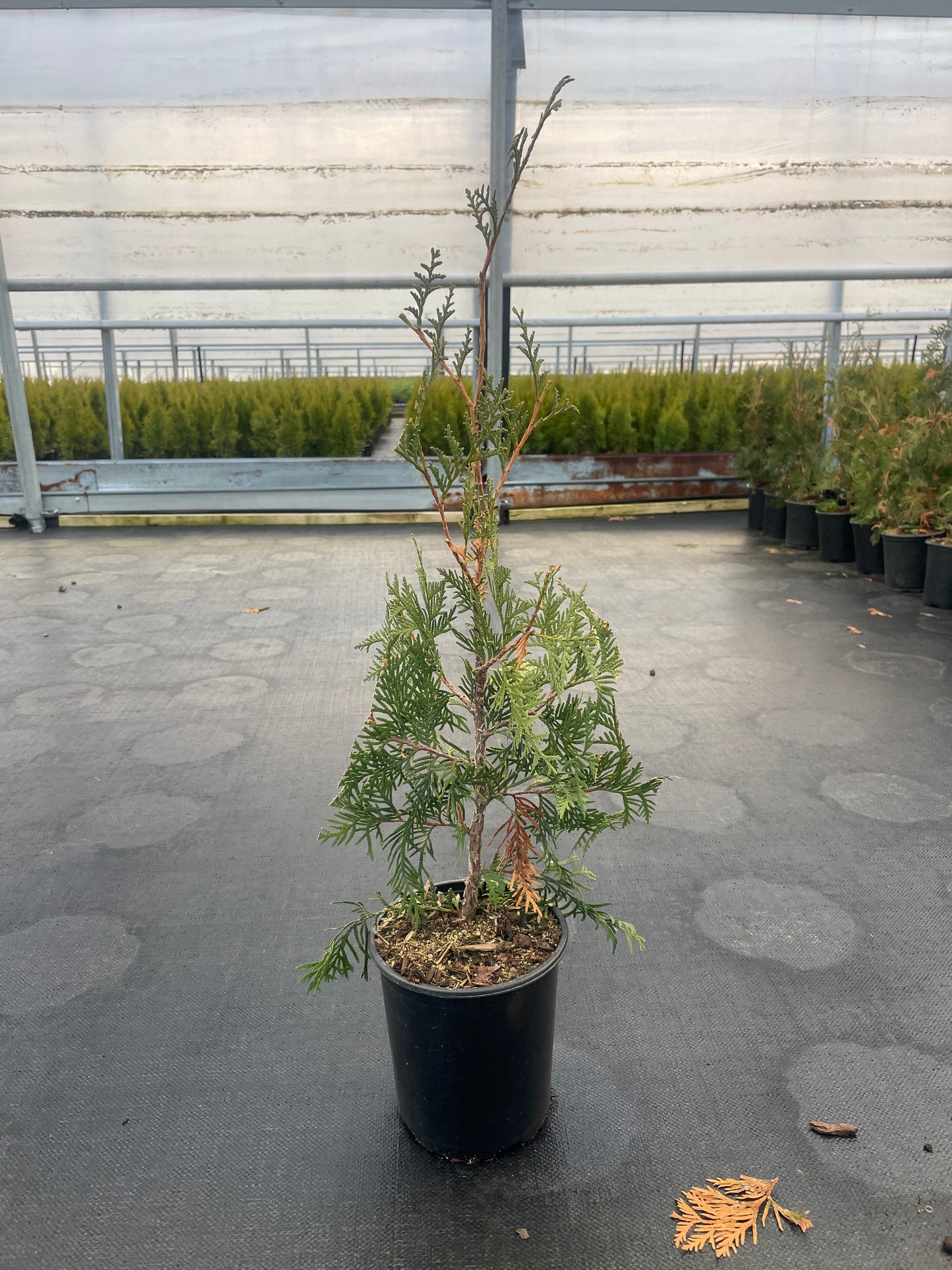Thuja occidentalis 'Techny' (Techny Arborvitae)
