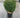 Teddy Arborvitae