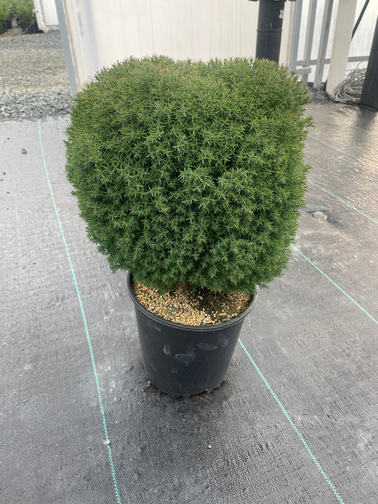 Thuja occidentalis 'Teddy'