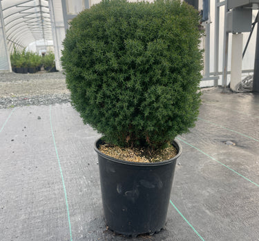Teddy Arborvitae