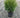 Tiny Tim Arborvitae