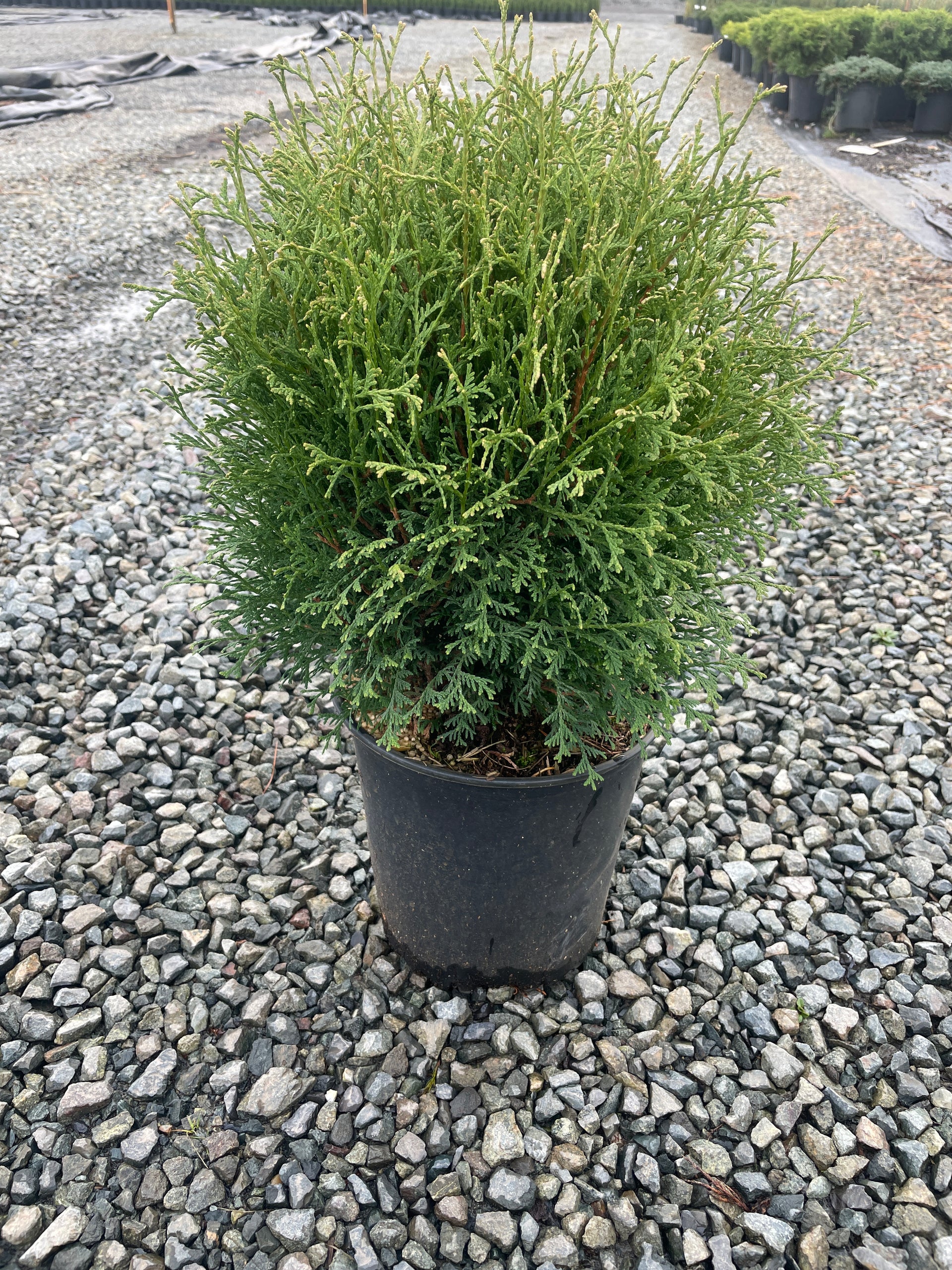 Tiny Tim Arborvitae – Extra-Dwarf Green Globe Evergreen for Sale –  GetPlantsOnline