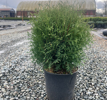 Tiny Tim Arborvitae