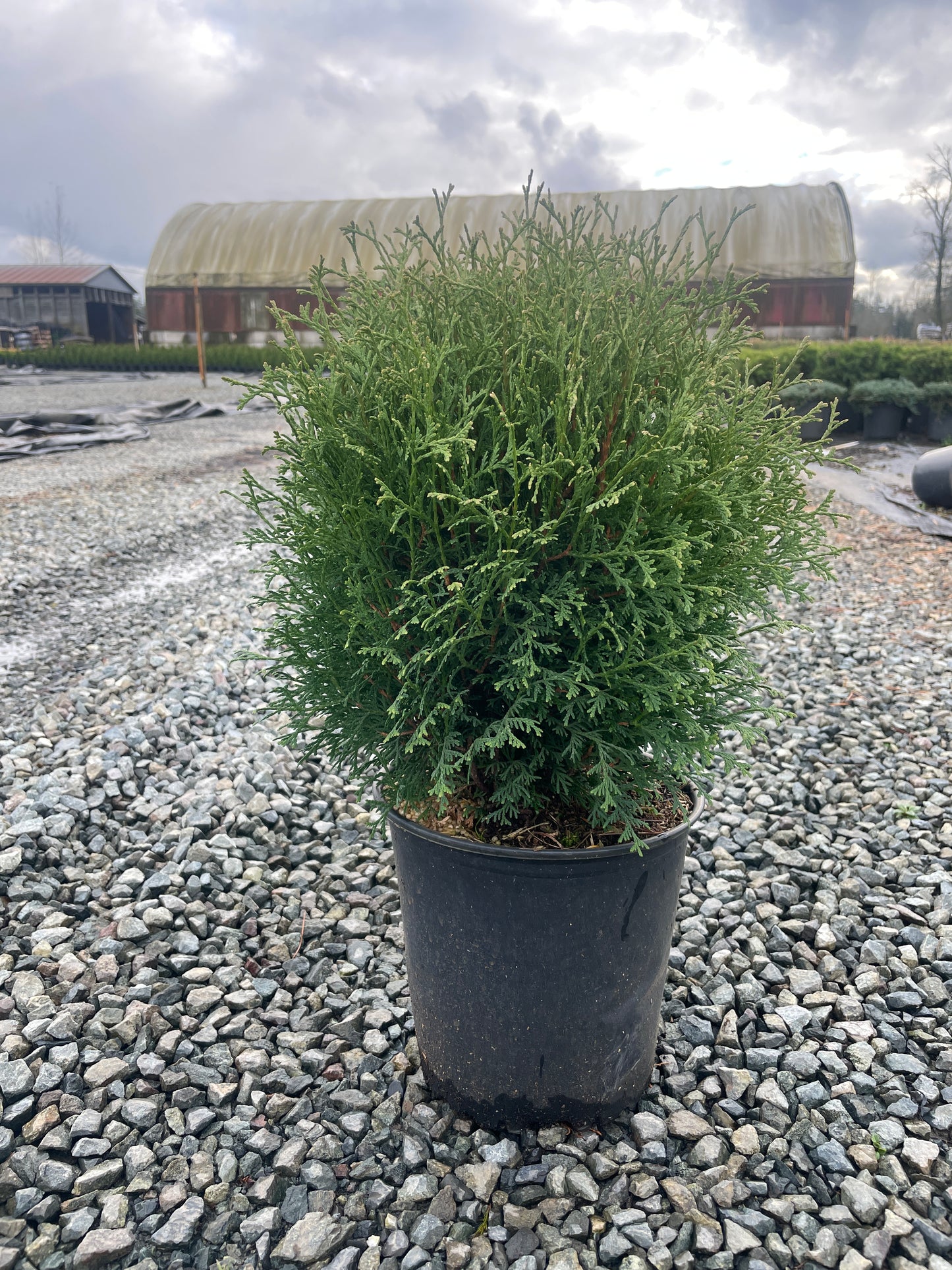 Thuja occidentalis 'Tiny Tim'
