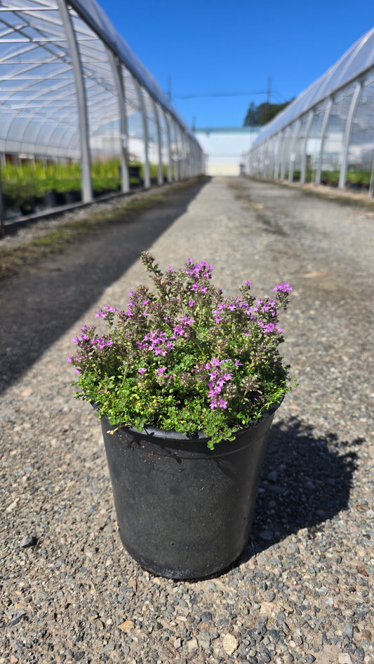 Thymus serpyllum 'Pink Chintz'
