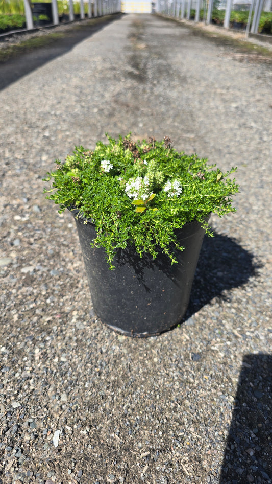 Thymus pseudolanuginosus