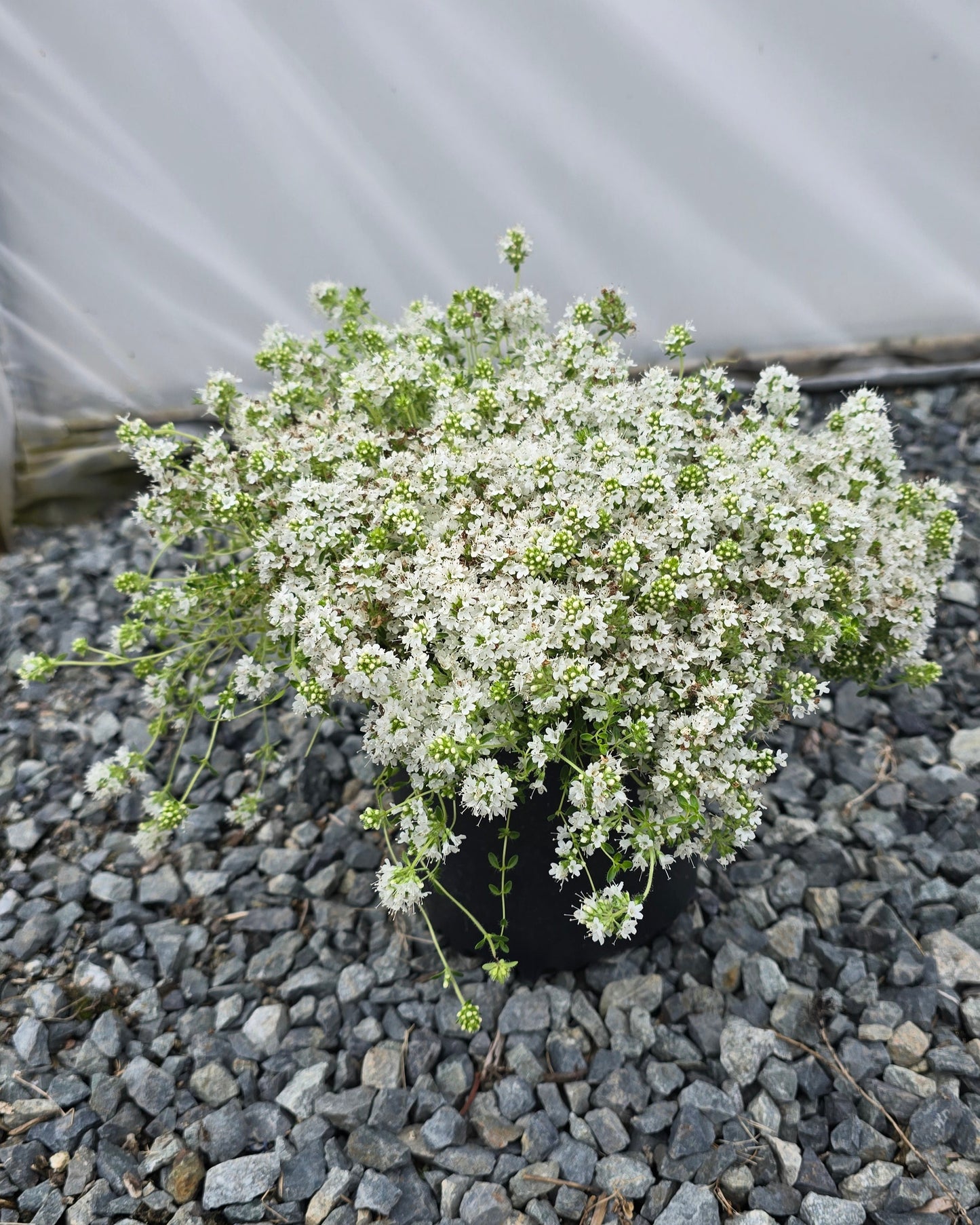 Thymus praecox 'Albiflorus'