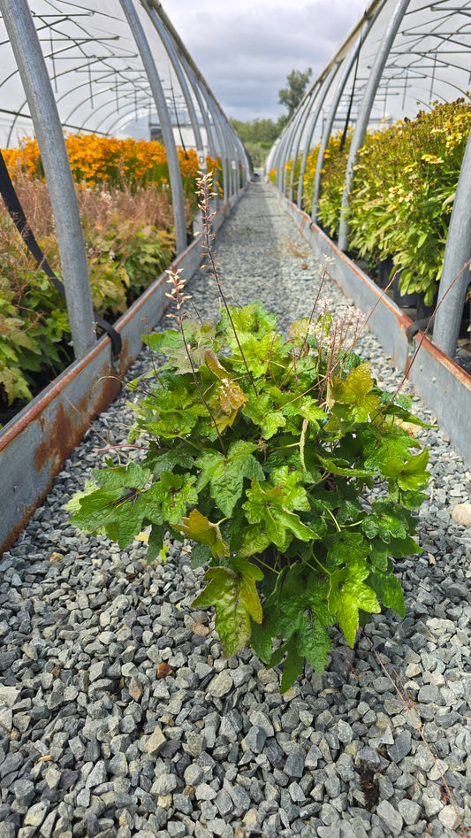 Tiarella 'Pink Bouquet'