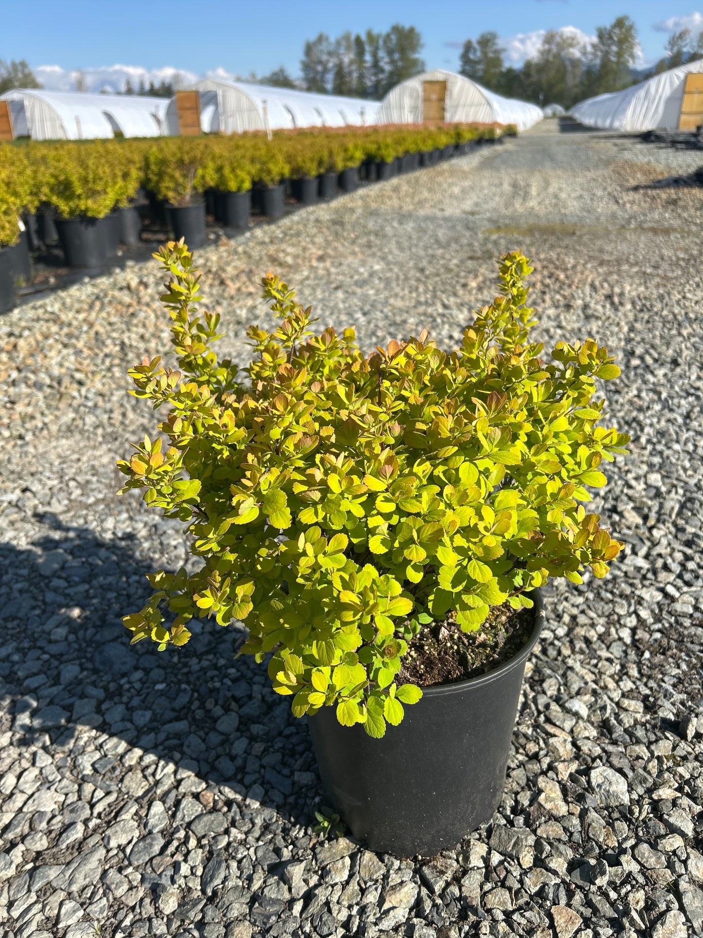 Spiraea betulifolia 'Tor Gold'