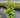 Star Jasmine
