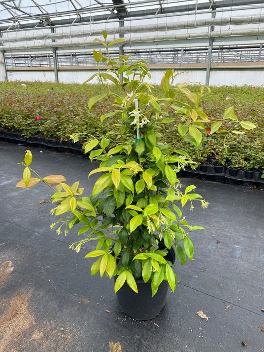 Trachelospermum jasminoides (Star Jasmine)
