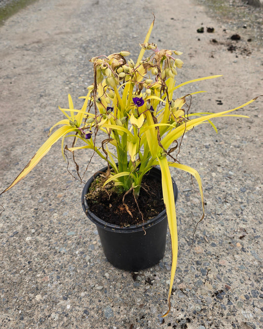 Tradescantia andersoniana 'Sweet Kate'