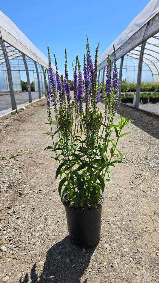 Veronica spicata Baby Bloomer Blue ('Baby Bomb')