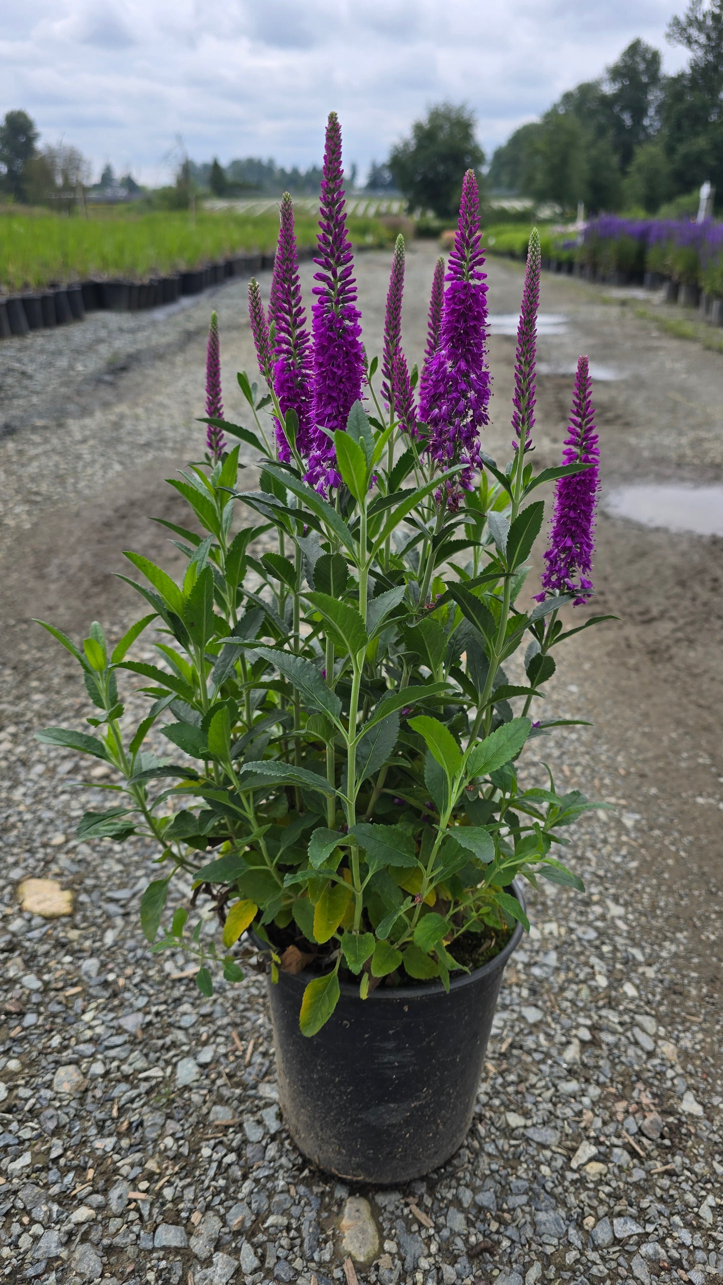 Veronica spicata 'Purplegum Candles' ('Verpurg') PPAF