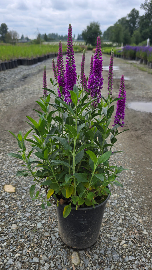 Veronica spicata 'Purplegum Candles' ('Verpurg') PPAF