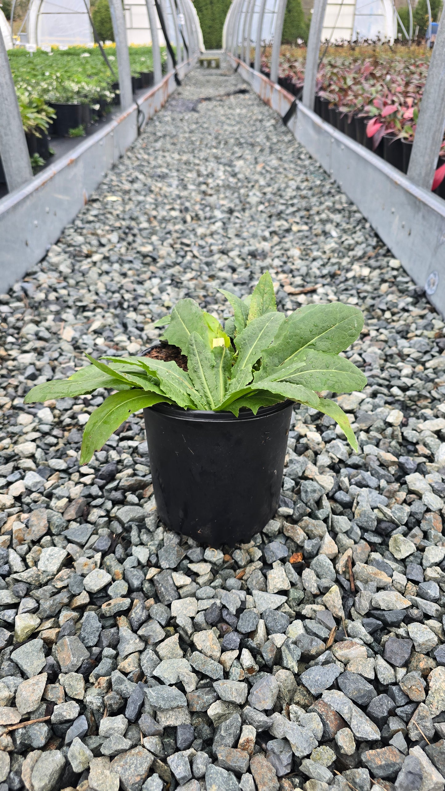 Veronica spicata 'Royal Candles'