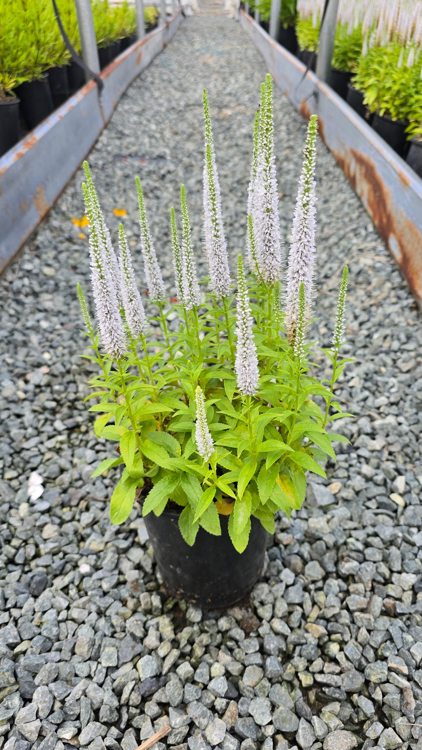 Veronica spicata Snow Candles ('Jocal128') PP28777