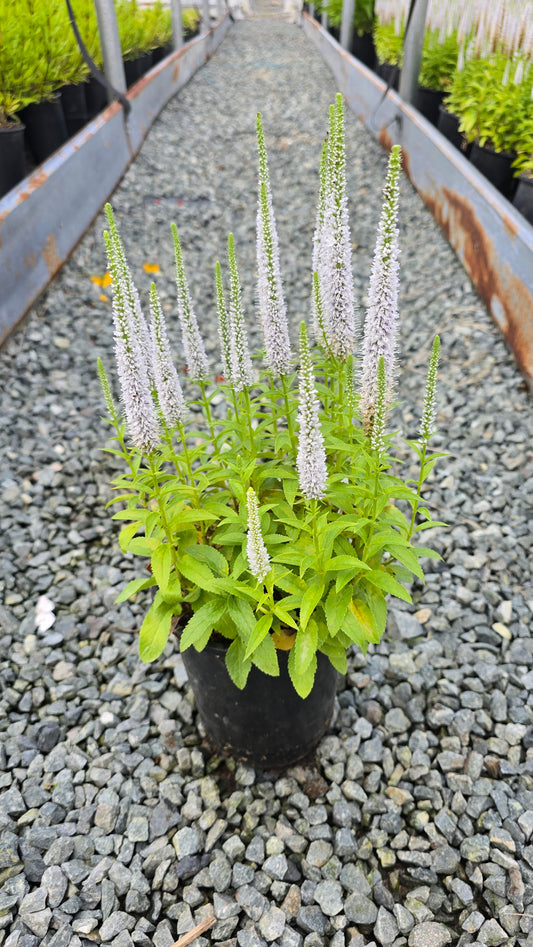 Veronica spicata Snow Candles ('Jocal128') PP28777