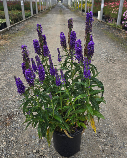 Veronica hybrid 'Candela Purple'