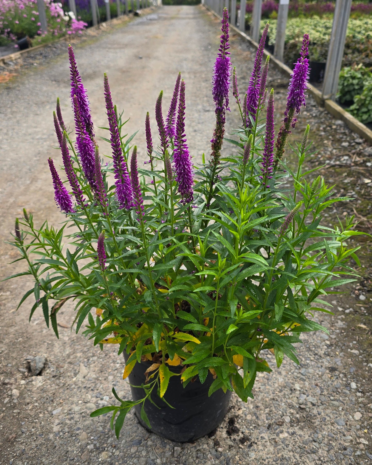 Veronica hybrid 'Purple Leia' PPAF (Speedwell)