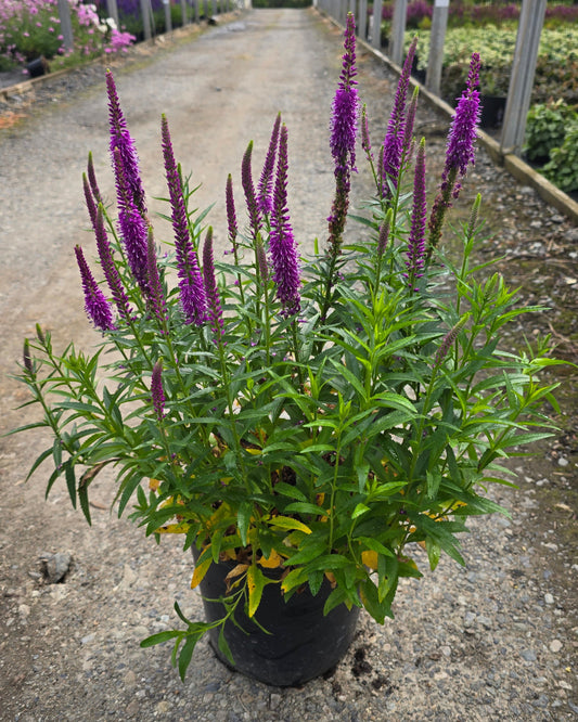 Veronica hybrid 'Purple Leia' PPAF (Speedwell)