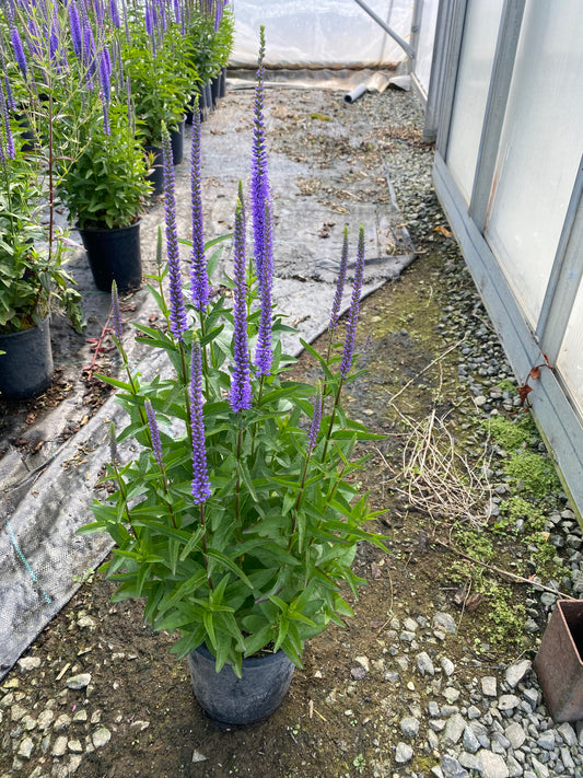 Veronica Hybrid 'Blue Skywalker' PP2946