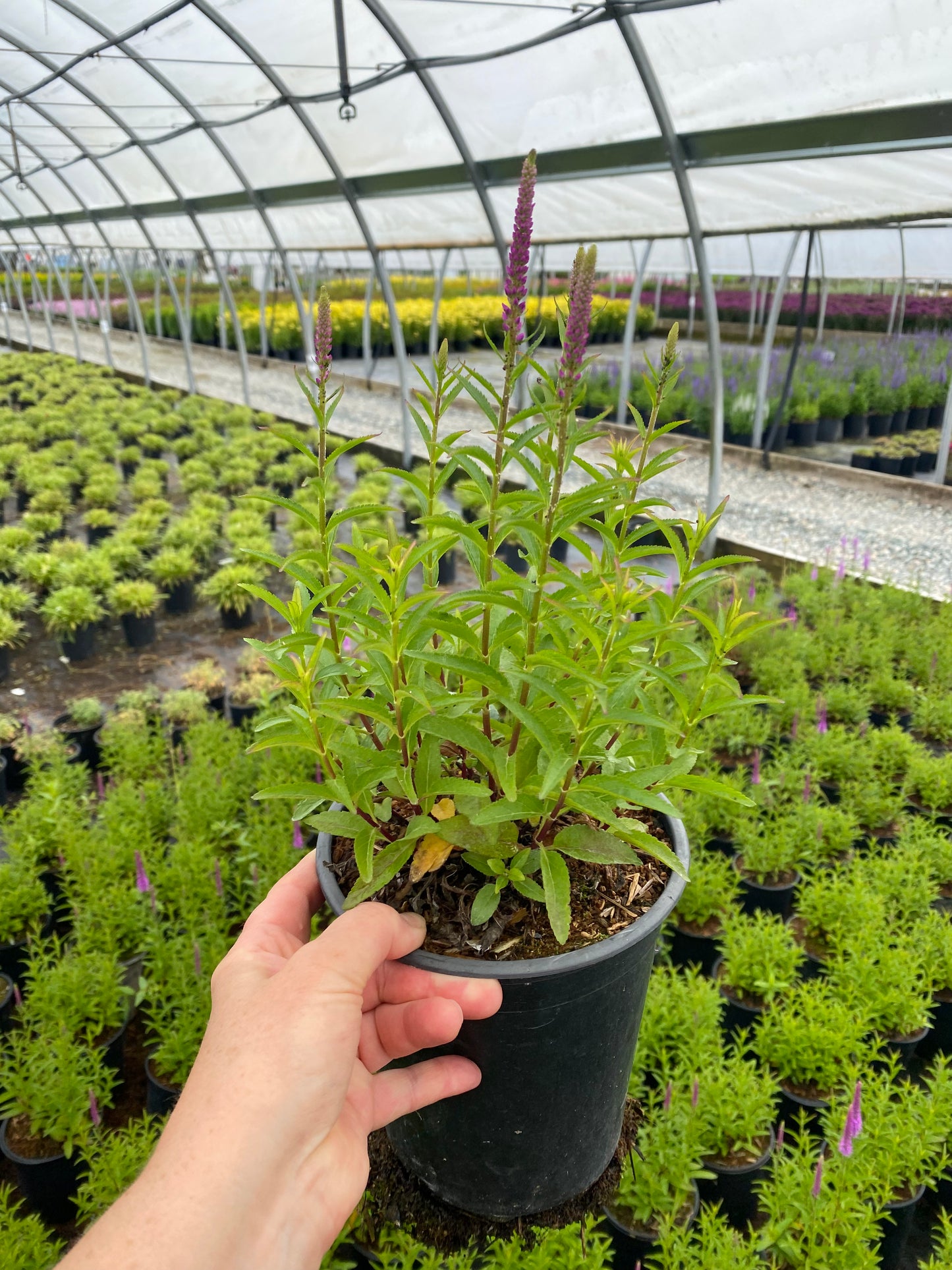 Veronica hybrid 'Purple Leia' PPAF (Speedwell)