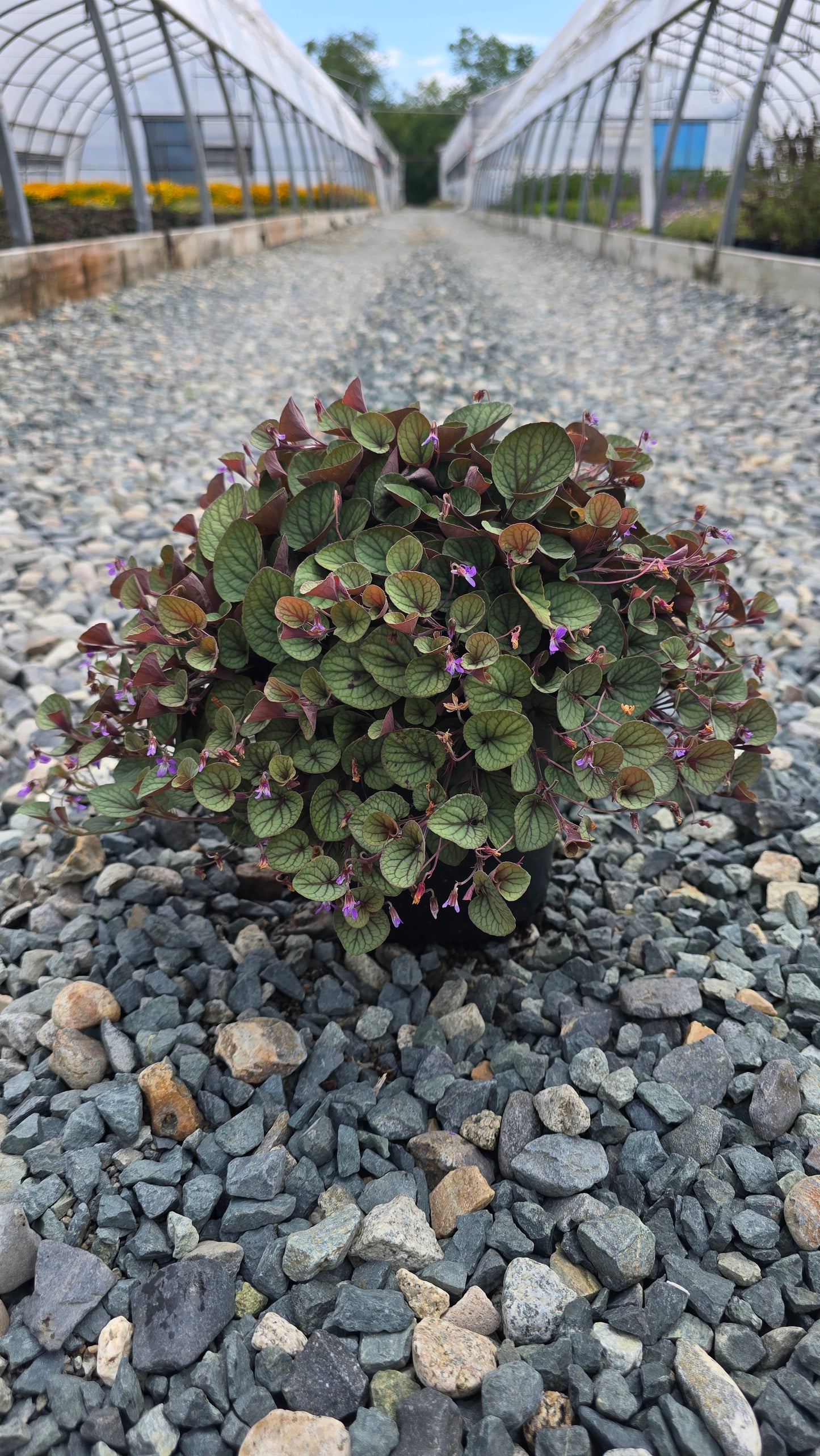 Viola walteri 'Silver Gem' (Walter's Violet)