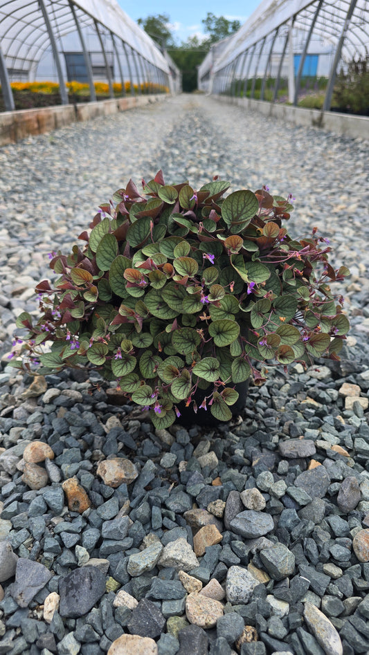 Viola walteri 'Silver Gem' (Walter's Violet)