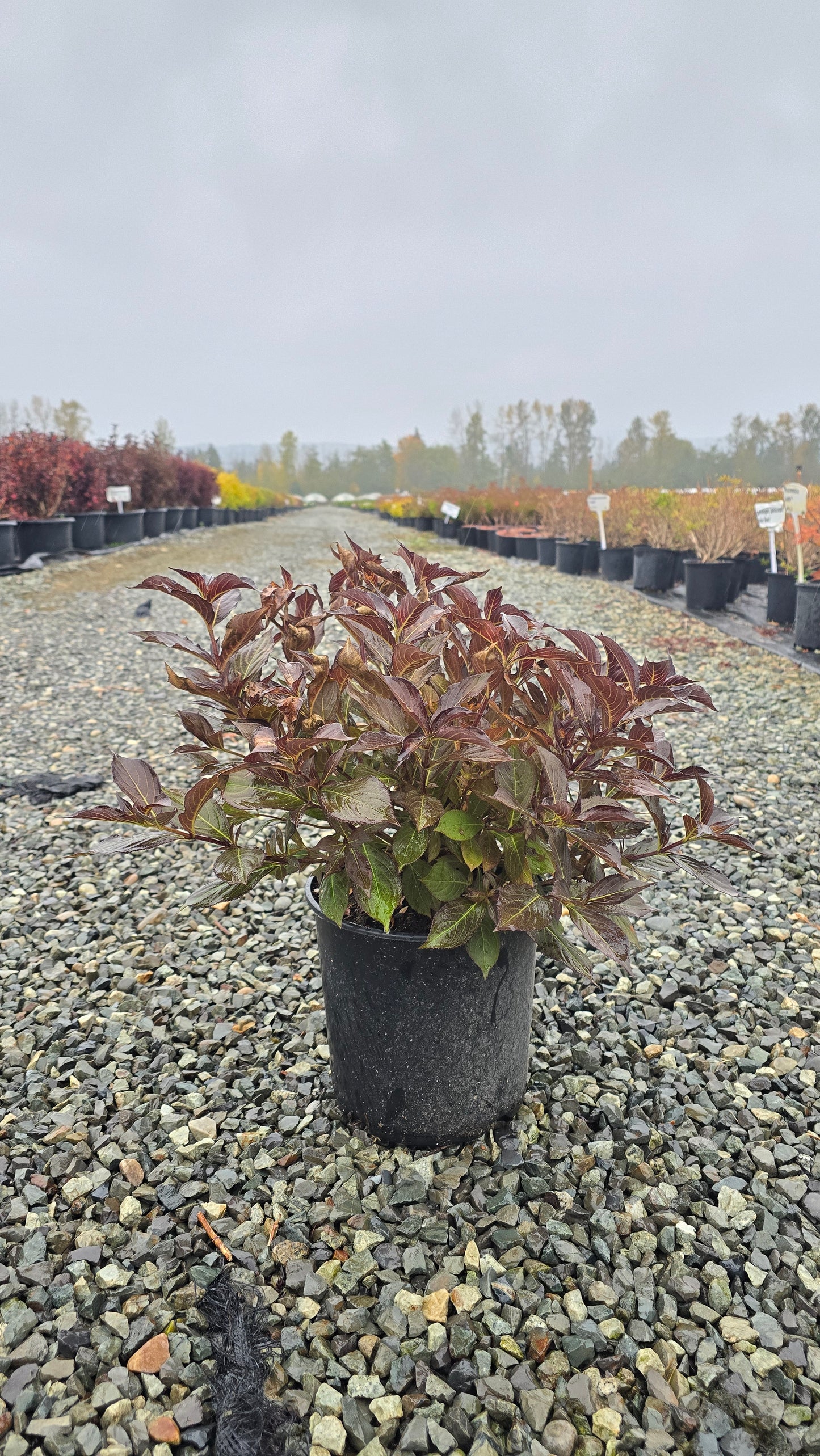 Weigela hybrid Prism™ 'Arabian Nights'