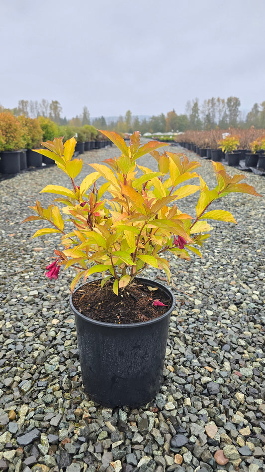 Weigela hybrid Prism™ Firebird