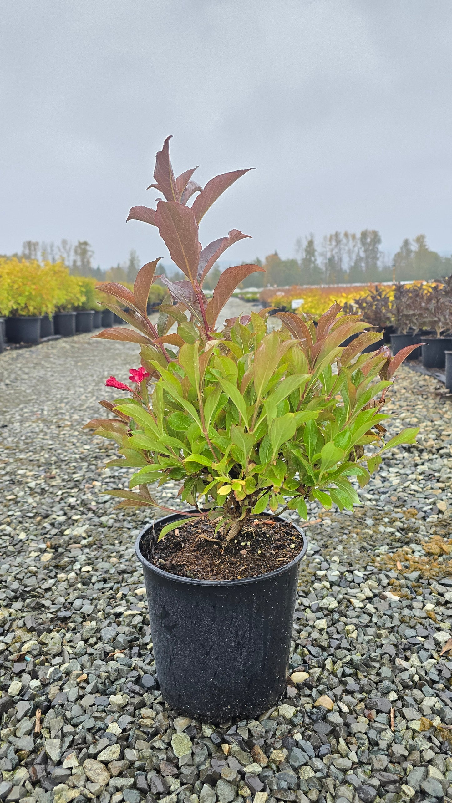 Weigela hybrid Prism™ Inferno
