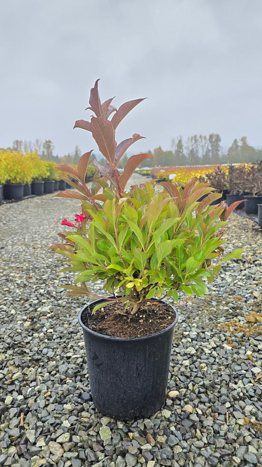 Weigela hybrid Prism™ Inferno