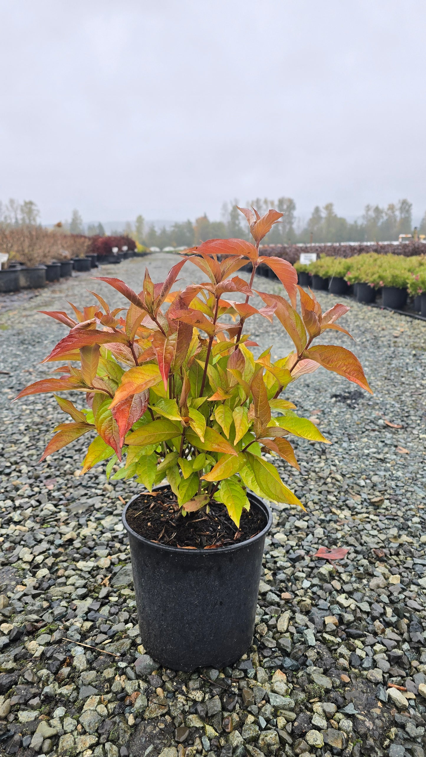 Weigela hybrid Prism™ Magic Carpet