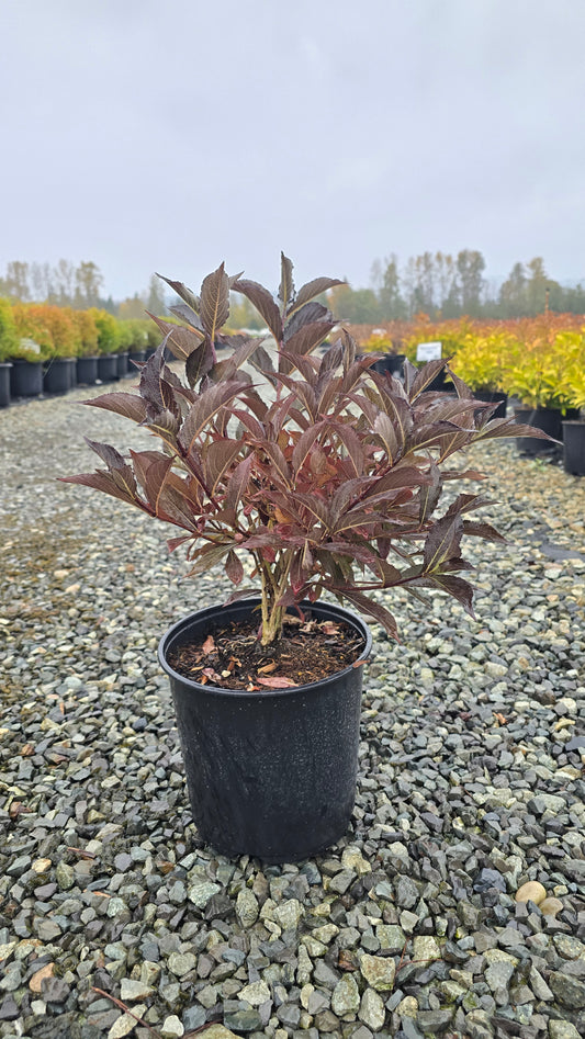 Weigela hybrid Prism™ Midnight
