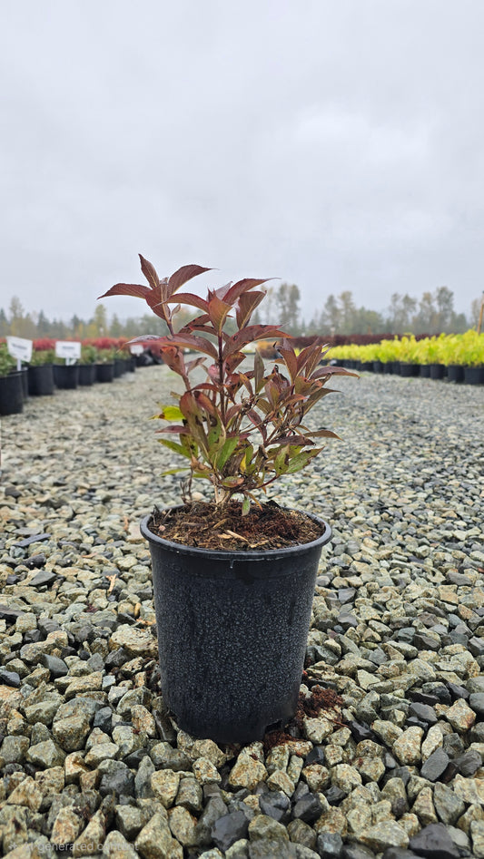 Weigela hybrid 'Minuet'
